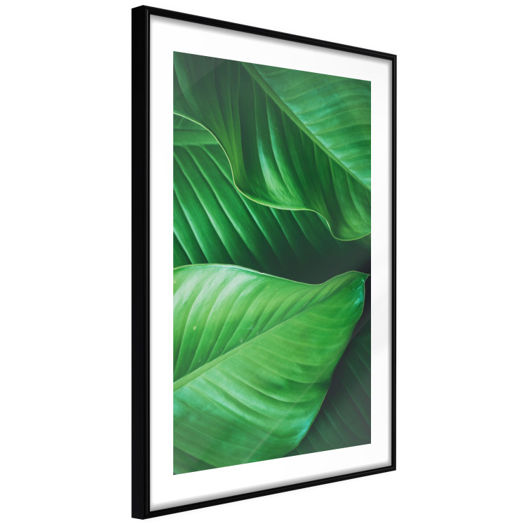Wall Poster Beautiful Greenery - frame of tropical leaves in the midst of an exotic jungle 114304 additionalImage 11