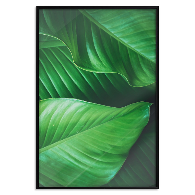 Wall Poster Beautiful Greenery - frame of tropical leaves in the midst of an exotic jungle 114304 additionalImage 16