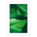 Wall Poster Beautiful Greenery - frame of tropical leaves in the midst of an exotic jungle 114304 additionalThumb 15