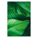Wall Poster Beautiful Greenery - frame of tropical leaves in the midst of an exotic jungle 114304