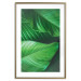 Wall Poster Beautiful Greenery - frame of tropical leaves in the midst of an exotic jungle 114304 additionalThumb 20