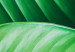 Wall Poster Beautiful Greenery - frame of tropical leaves in the midst of an exotic jungle 114304 additionalThumb 9