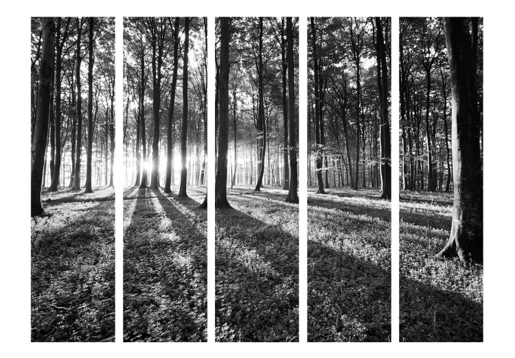Room Separator Grey Wilderness II - black and white forest landscape with sunlight 134104 additionalImage 3