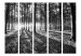 Room Separator Grey Wilderness II - black and white forest landscape with sunlight 134104 additionalThumb 3