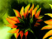 Canvas Print Sunflowers 48604 additionalThumb 3