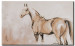 Canvas Print White horse 49504