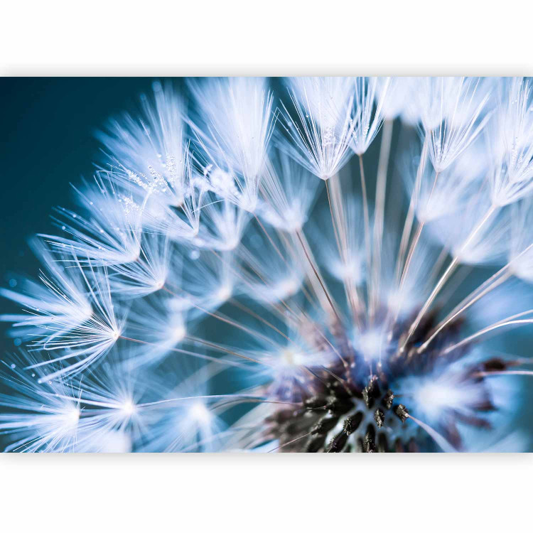 Wall Mural Vegetal motif - close-up flower of a dandelion with droplets of morning dew 90404 additionalImage 1