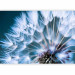 Wall Mural Vegetal motif - close-up flower of a dandelion with droplets of morning dew 90404 additionalThumb 5