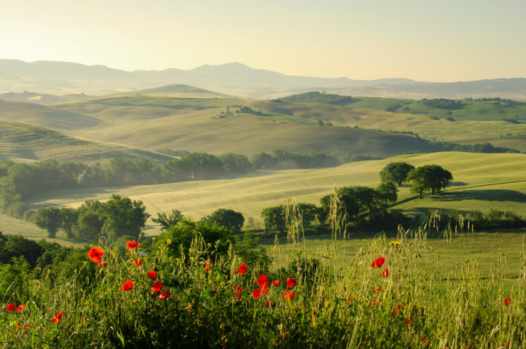 Photo Wallpaper Poppies in Tuscany - landscape of Italian fields in summer with trees and mountains in the background 97304
