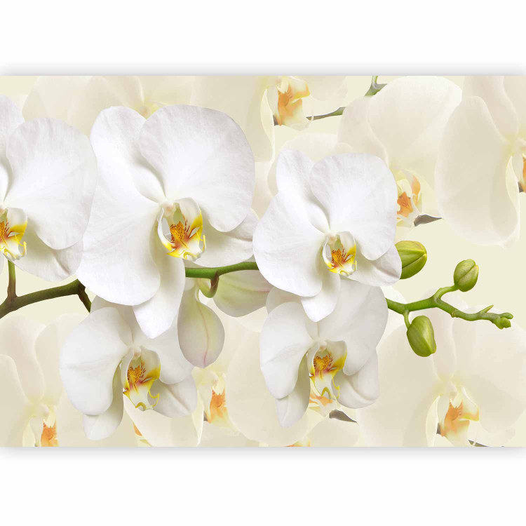Photo Wallpaper Orchid branch - delicate composition with close-up on white flowers 114514 additionalImage 5