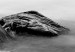 Wall Poster Stone in water - simple black and white seascape 114914 additionalThumb 10