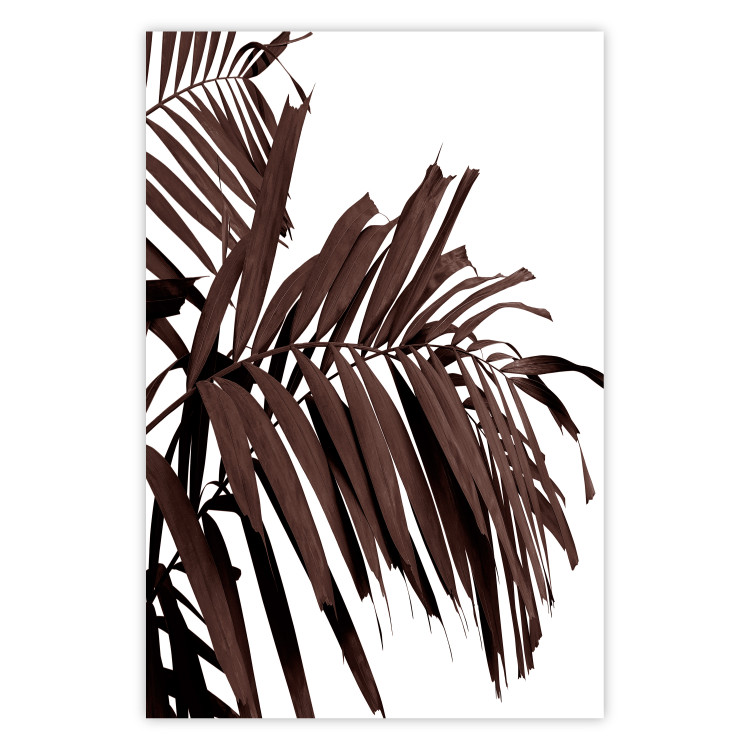 Wall Poster Sunbathed - tropical brown palm leaves on white background 123514