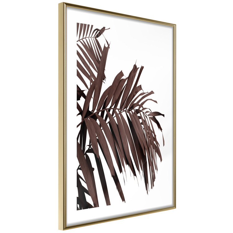 Wall Poster Sunbathed - tropical brown palm leaves on white background 123514 additionalImage 6