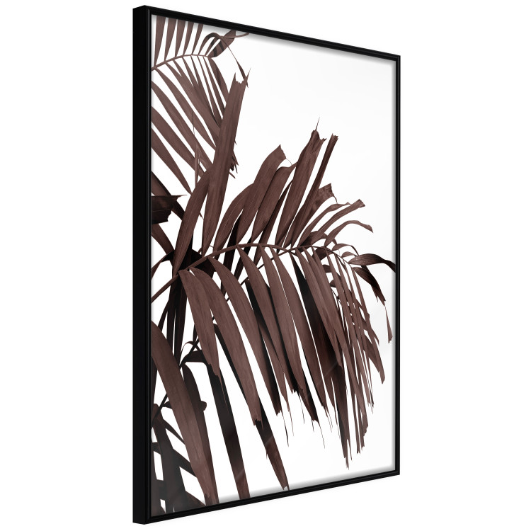 Wall Poster Sunbathed - tropical brown palm leaves on white background 123514 additionalImage 10