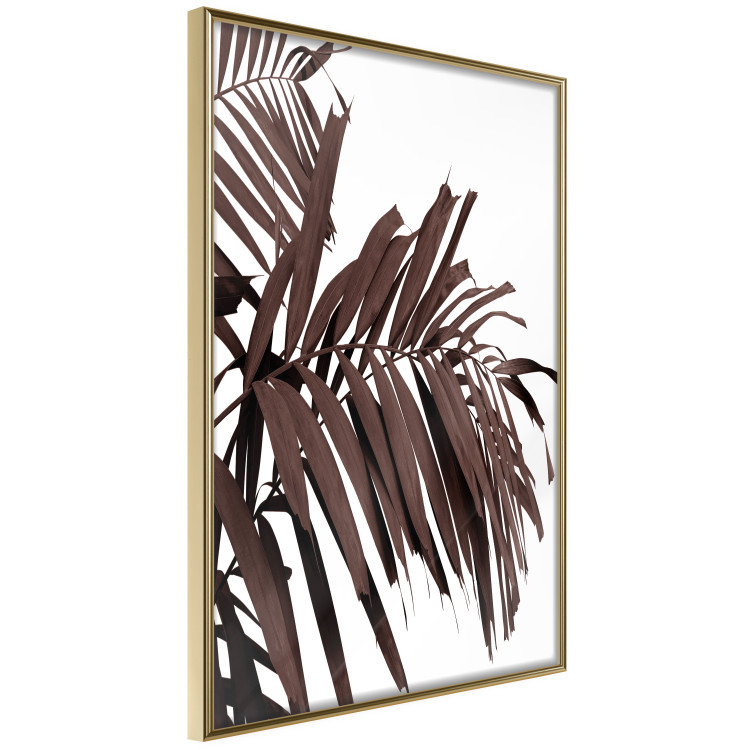 Wall Poster Sunbathed - tropical brown palm leaves on white background 123514 additionalImage 12