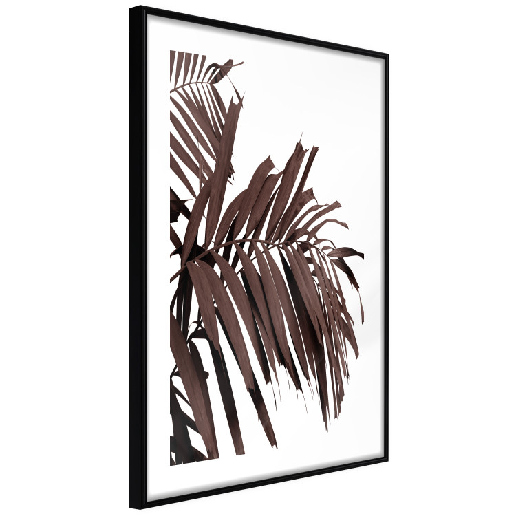 Wall Poster Sunbathed - tropical brown palm leaves on white background 123514 additionalImage 11