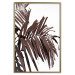 Wall Poster Sunbathed - tropical brown palm leaves on white background 123514 additionalThumb 16
