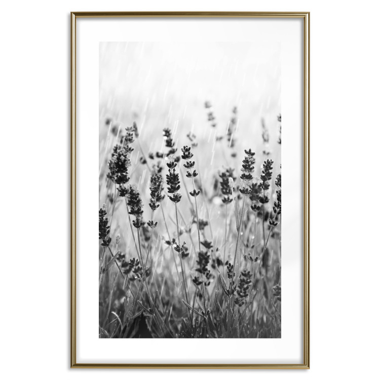 Wall Poster Lavender in the Rain - plant flowers in a meadow in black and white motif 123814 additionalImage 16