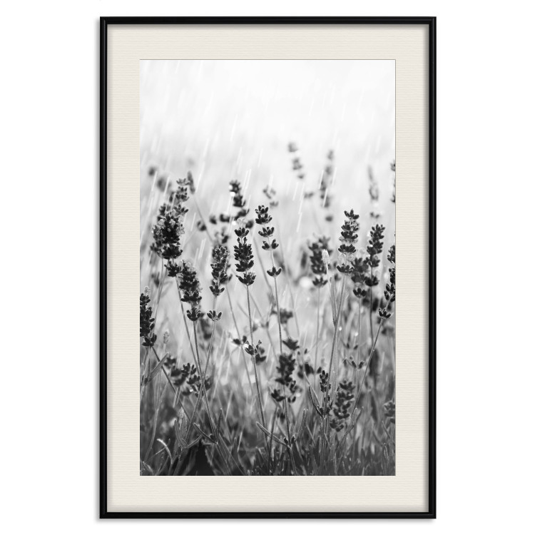 Wall Poster Lavender in the Rain - plant flowers in a meadow in black and white motif 123814 additionalImage 18