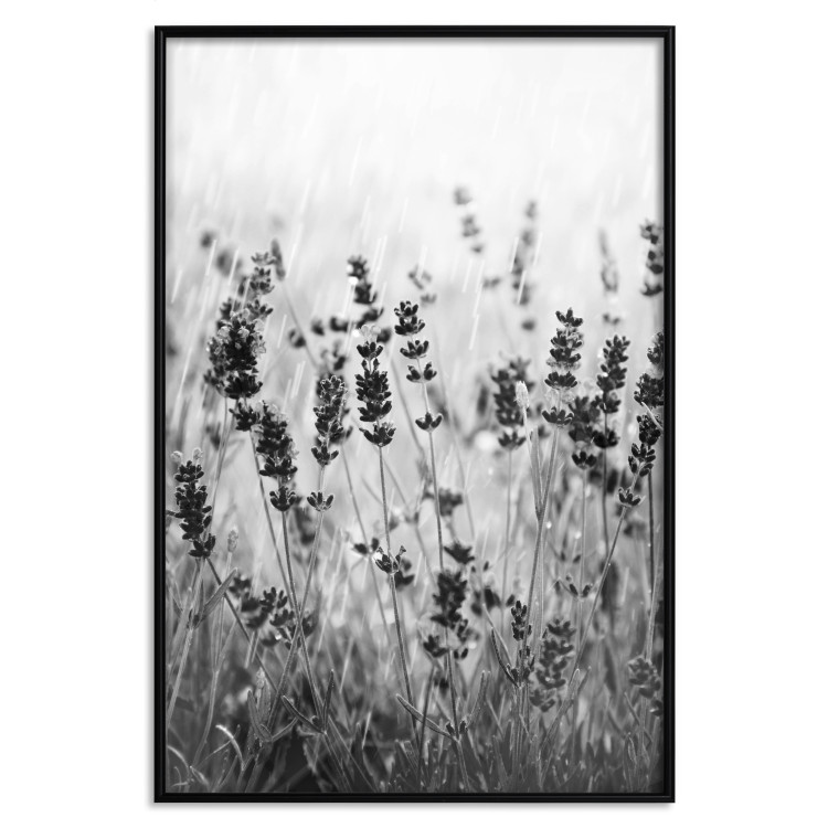 Wall Poster Lavender in the Rain - plant flowers in a meadow in black and white motif 123814 additionalImage 24