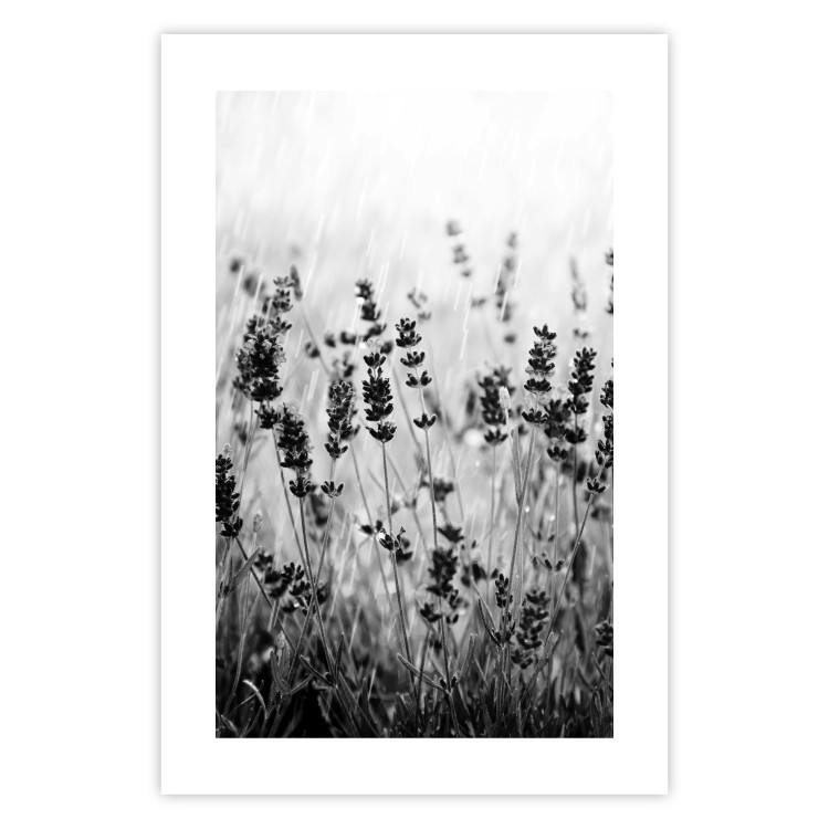 Wall Poster Lavender in the Rain - plant flowers in a meadow in black and white motif 123814 additionalImage 25