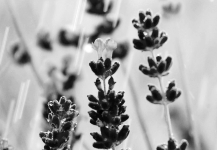 Wall Poster Lavender in the Rain - plant flowers in a meadow in black and white motif 123814 additionalImage 11