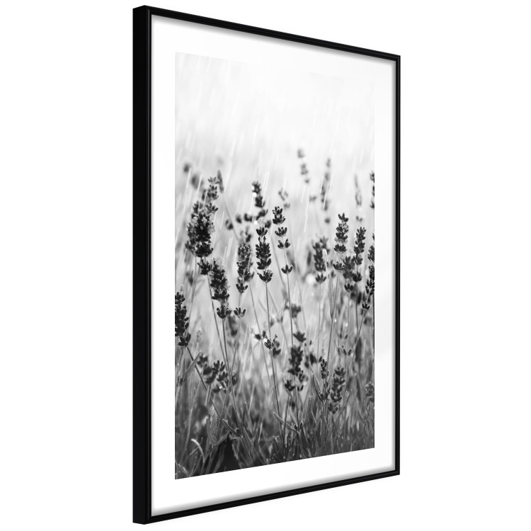 Wall Poster Lavender in the Rain - plant flowers in a meadow in black and white motif 123814 additionalImage 13