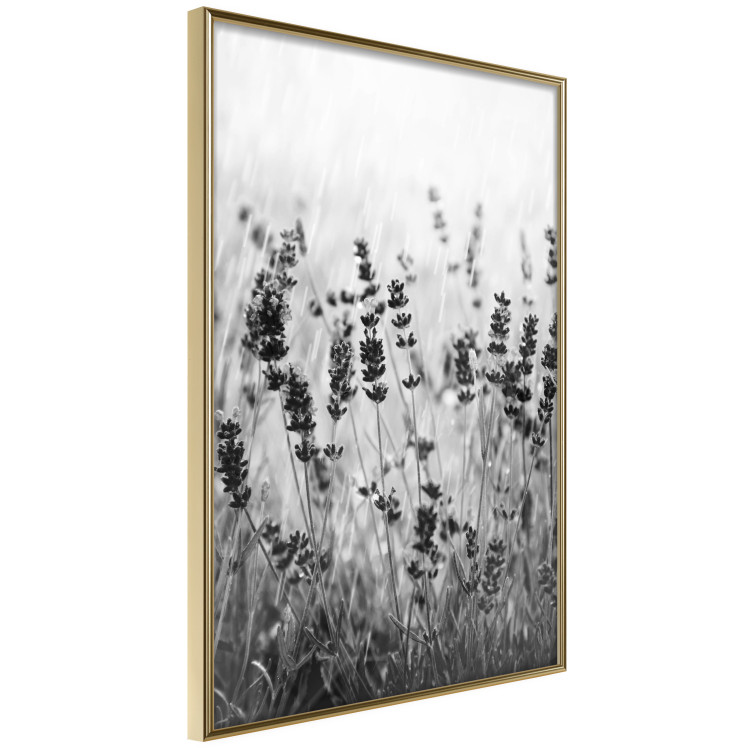Wall Poster Lavender in the Rain - plant flowers in a meadow in black and white motif 123814 additionalImage 14