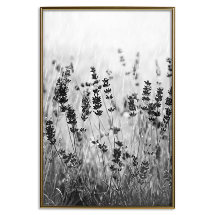 Wall Poster Lavender in the Rain - plant flowers in a meadow in black and white motif 123814 additionalImage 20