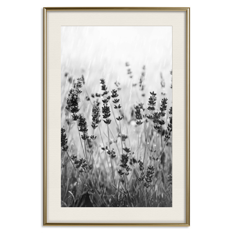 Wall Poster Lavender in the Rain - plant flowers in a meadow in black and white motif 123814 additionalImage 19