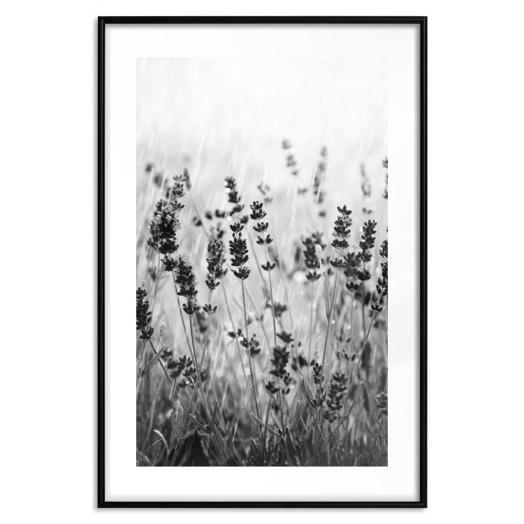 Wall Poster Lavender in the Rain - plant flowers in a meadow in black and white motif 123814 additionalImage 17