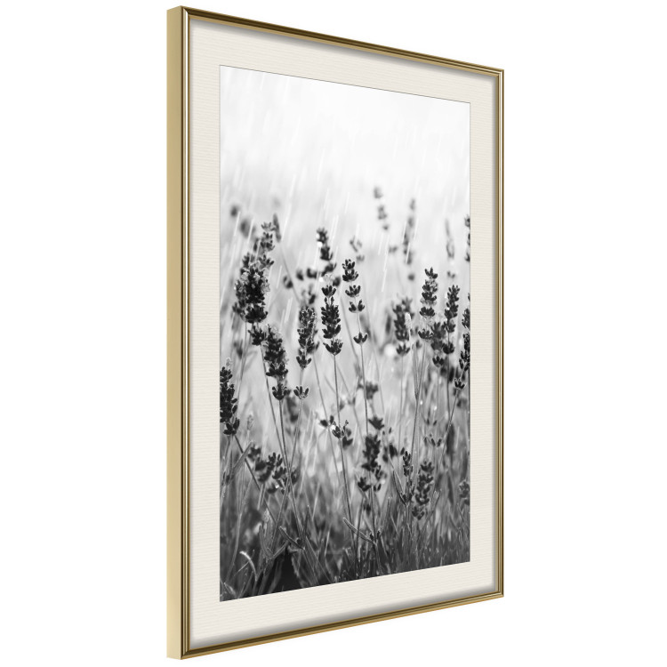 Wall Poster Lavender in the Rain - plant flowers in a meadow in black and white motif 123814 additionalImage 2