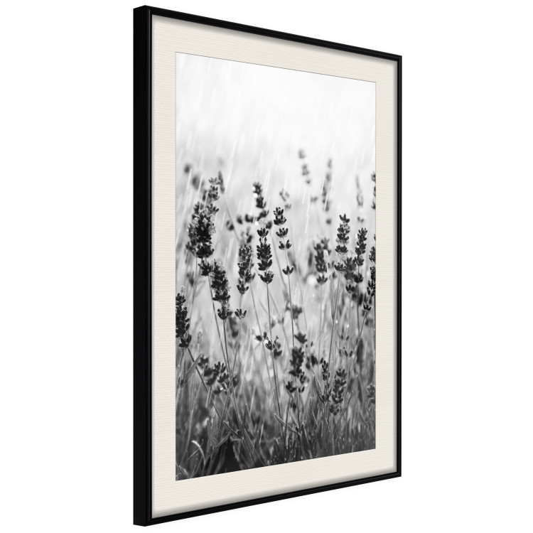 Wall Poster Lavender in the Rain - plant flowers in a meadow in black and white motif 123814 additionalImage 3