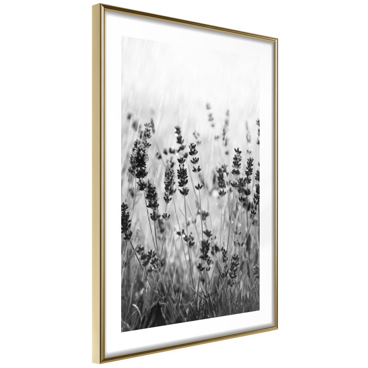 Wall Poster Lavender in the Rain - plant flowers in a meadow in black and white motif 123814 additionalImage 8