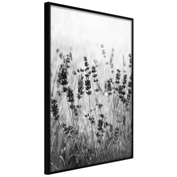 Wall Poster Lavender in the Rain - plant flowers in a meadow in black and white motif 123814 additionalImage 12