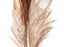 Wall Poster Magic Feather - brown bird feather on a contrasting white background 129914 additionalThumb 9