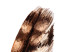 Wall Poster Magic Feather - brown bird feather on a contrasting white background 129914 additionalThumb 10
