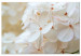 Large canvas print Snow Hydrangea [Large Format] 137614