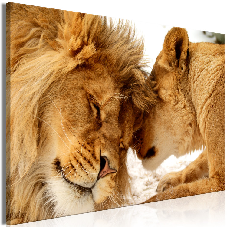 Large canvas print Lion Tenderness [Large Format] 150614 additionalImage 2
