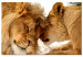 Large canvas print Lion Tenderness [Large Format] 150614