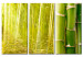 Canvas Print Bamboo reflected on water 58814