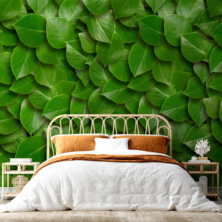 Wall Mural Breath of nature - uniform background in a pattern of stacked green tree leaves 64414 additionalImage 2