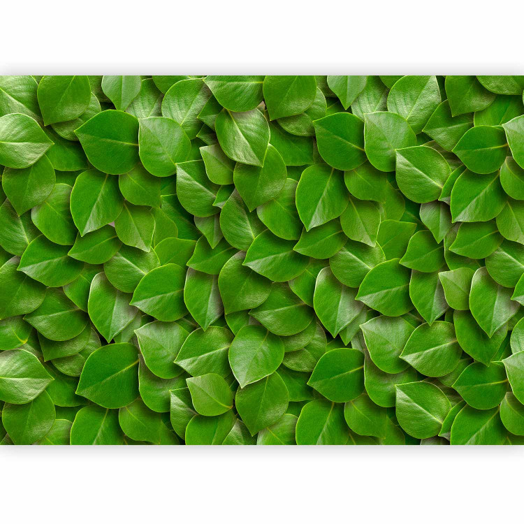 Wall Mural Breath of nature - uniform background in a pattern of stacked green tree leaves 64414 additionalImage 1