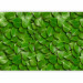 Wall Mural Breath of nature - uniform background in a pattern of stacked green tree leaves 64414 additionalThumb 5