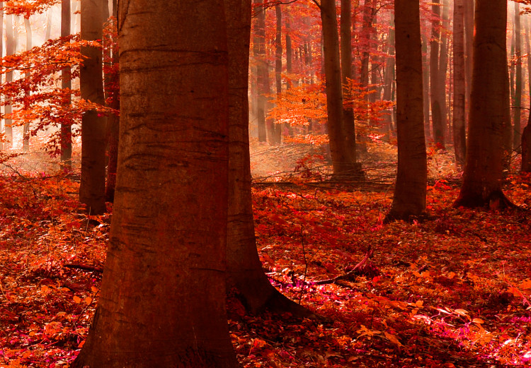 Canvas Nature: Autumnal Forest 97514 additionalImage 4