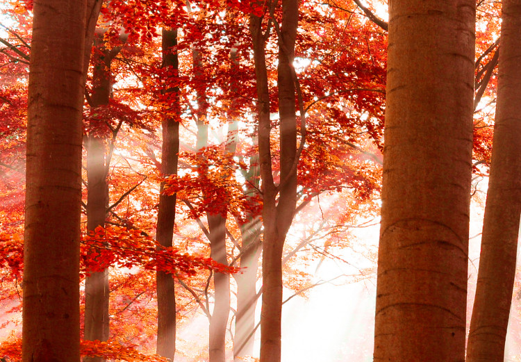 Canvas Nature: Autumnal Forest 97514 additionalImage 5