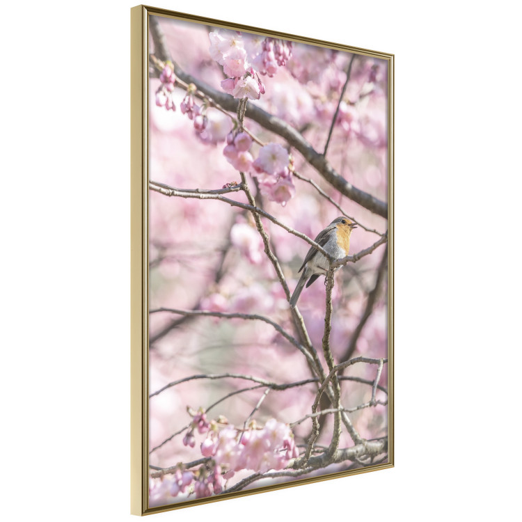 Poster Robin on Tree - small bird among branches and pink apple blossoms 116724 additionalImage 12