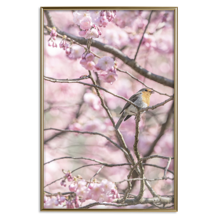 Poster Robin on Tree - small bird among branches and pink apple blossoms 116724 additionalImage 17