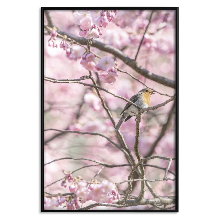 Poster Robin on Tree - small bird among branches and pink apple blossoms 116724 additionalImage 19