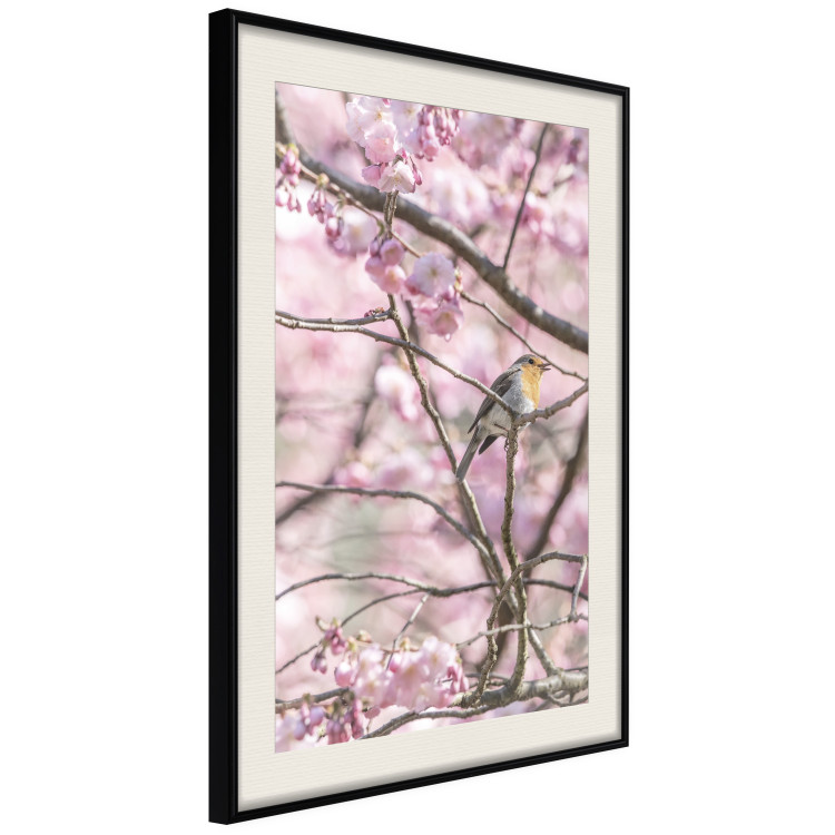 Poster Robin on Tree - small bird among branches and pink apple blossoms 116724 additionalImage 3